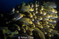 They are all together… (block of sweetlips in a row) in Raja by Nihat Cine 